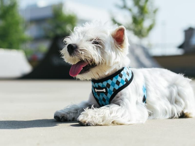 How To Leash Train A Puppy Or To Walk On A Leash: Tips &Amp; Tricks 16 Leash Training A Puppy