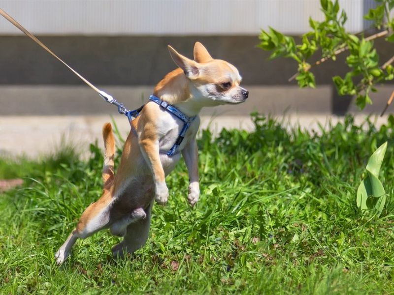 How To Leash Train A Puppy Or To Walk On A Leash: Tips &Amp; Tricks 20 Leash Training A Puppy