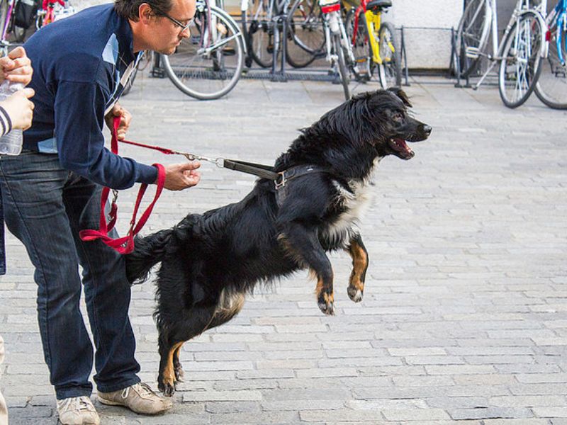 How To Leash Train A Puppy Or To Walk On A Leash: Tips &Amp; Tricks 21 How To Train A Puppy On Leash