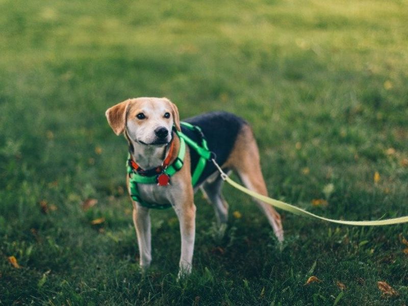 How To Leash Train A Puppy Or To Walk On A Leash: Tips &Amp; Tricks 22 Tips For Leash Training A Puppy