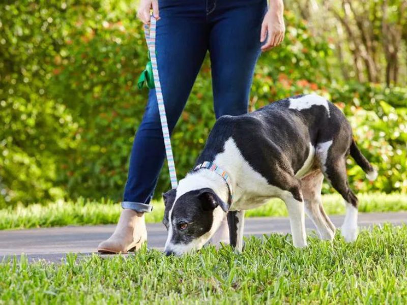 House training an adult dog hotsell