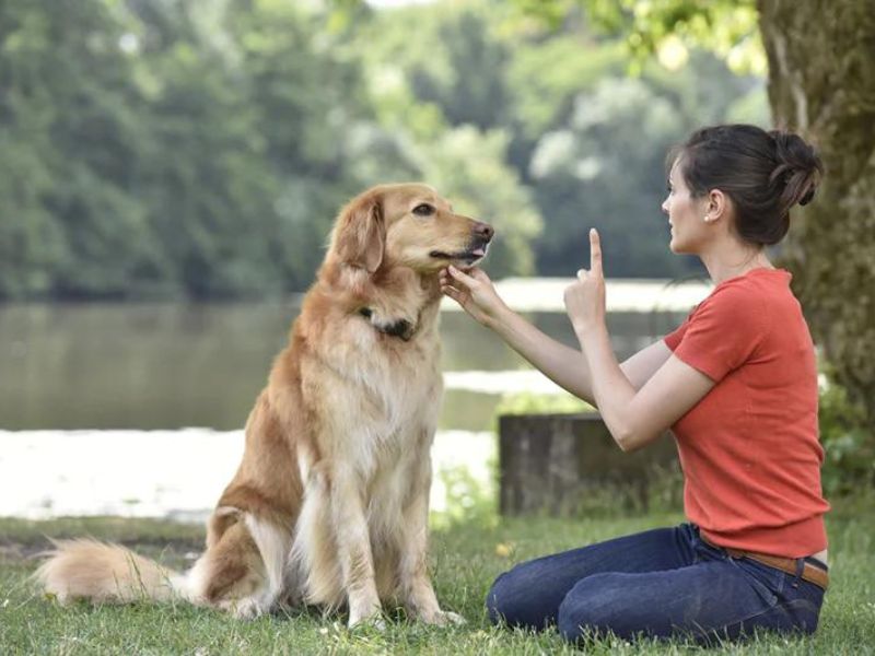 6 Easy Steps &Amp; Tips For Successfully Potty Training An Older Dog 15 Potty Training An Older Dog