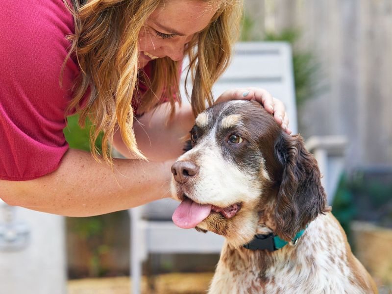 6 Easy Steps &Amp; Tips For Successfully Potty Training An Older Dog 16 Things Before Potty Training Adult Dog