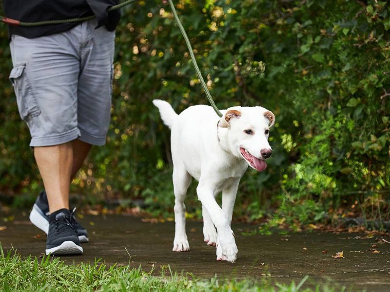 Successfully Potty Train An Older Dog In 6 Easy Steps & Tips