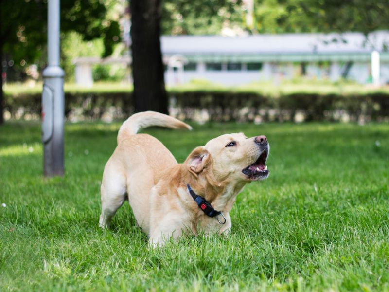6 Easy Steps &Amp; Tips For Successfully Potty Training An Older Dog 18 How To House Train An Older Dog