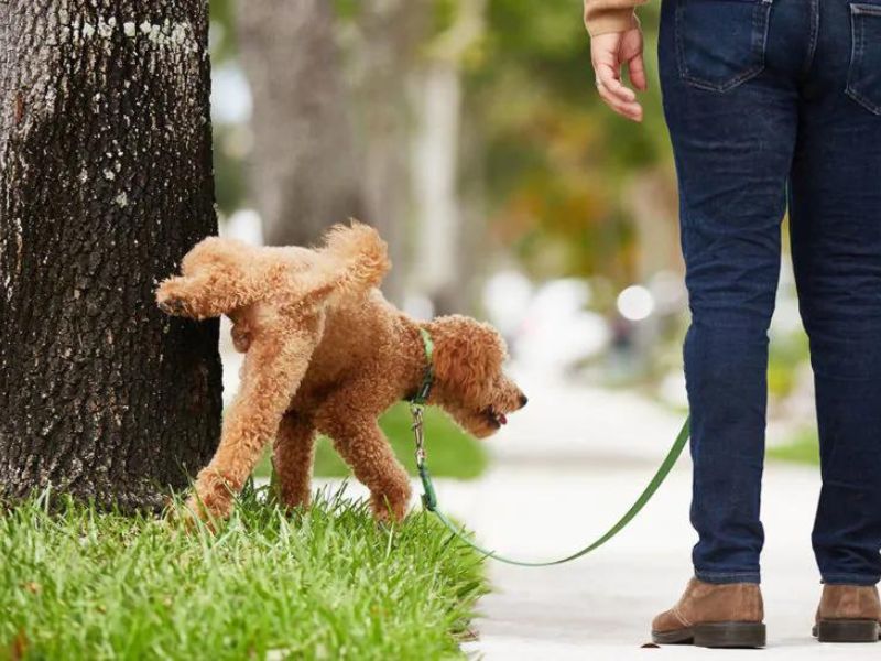 6 Easy Steps &Amp; Tips For Successfully Potty Training An Older Dog 19 The Routine For Potty Training An Older Dog