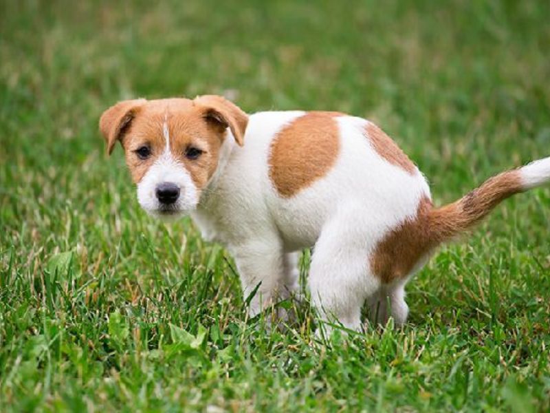 6 Easy Steps &Amp; Tips For Successfully Potty Training An Older Dog 20 The Time For Potty Training Adult Dog
