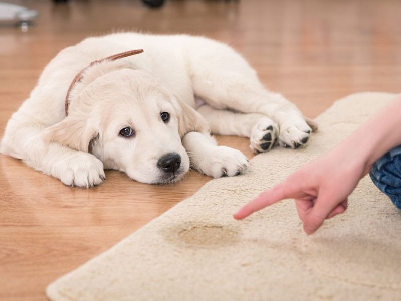 6 Easy Steps &Amp; Tips For Successfully Potty Training An Older Dog 22 How To House Train An Older Dog