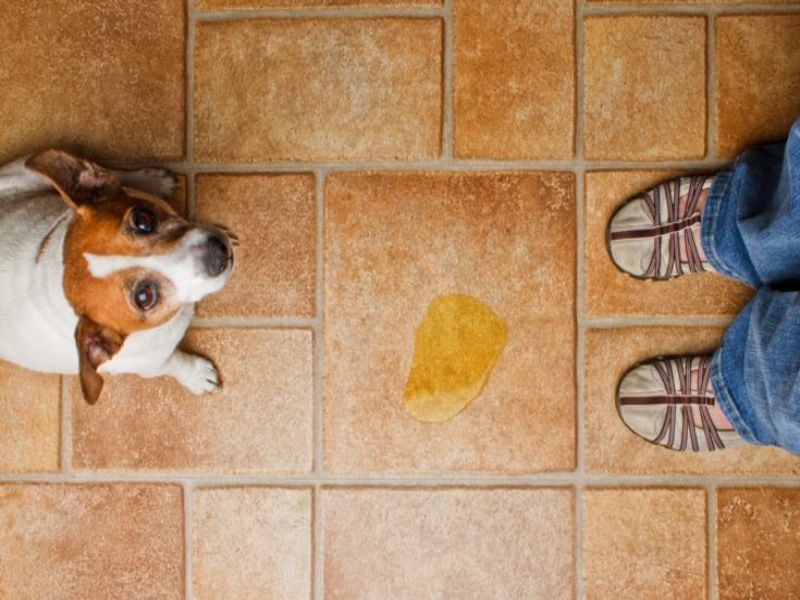 6 Easy Steps &Amp; Tips For Successfully Potty Training An Older Dog 23 Potty Training An Older Dog