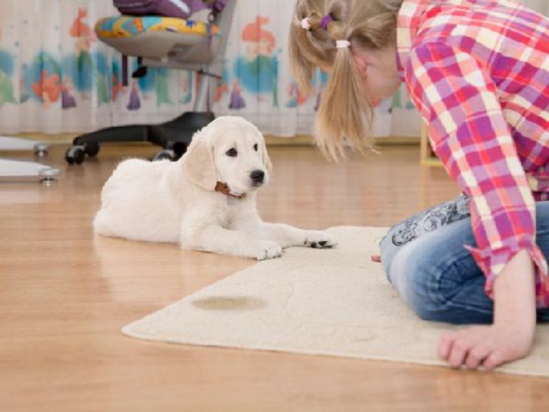 6 Easy Steps &Amp; Tips For Successfully Potty Training An Older Dog 25 Potty Training Adult Dog