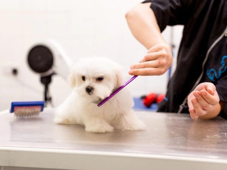 How To Demat A Dog At Home Safely With 6 Expert Tips & Tools