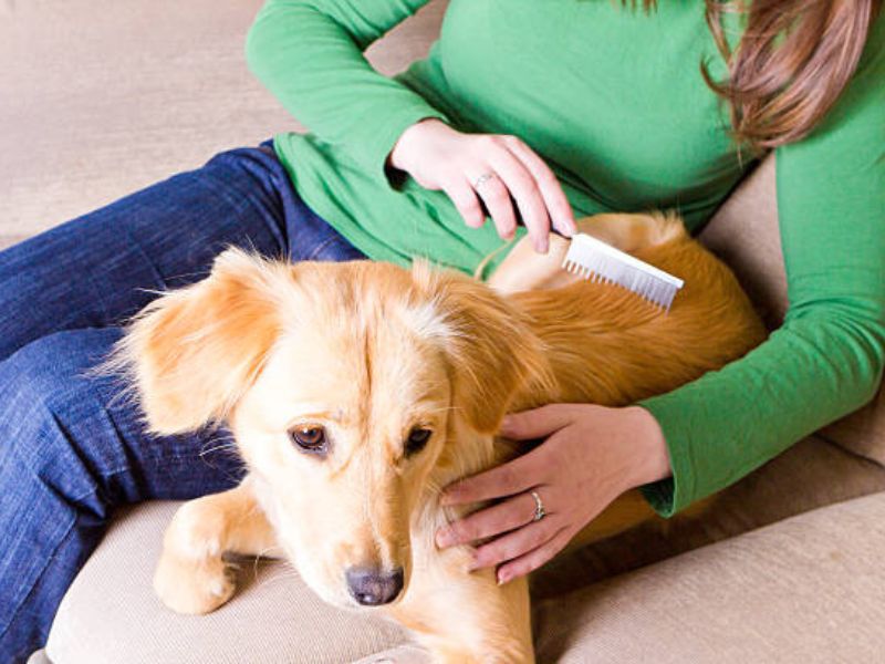 How To Demat A Dog At Home Safely With 6 Expert Tips &Amp; Tools 23 How To Detangle Dog Hair Naturally