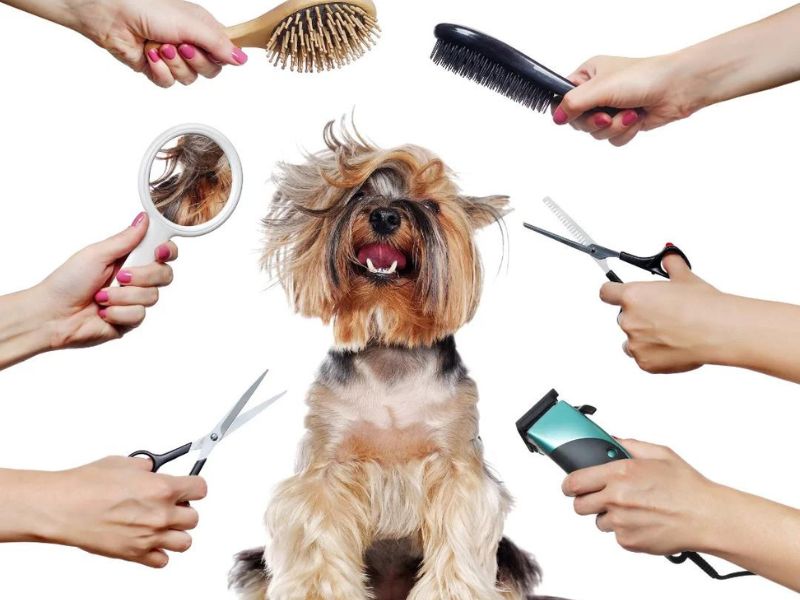 How To Demat A Dog At Home Safely With 6 Expert Tips &Amp; Tools 28 Assemble The Tools To Demat Dog Hair