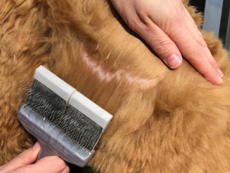 How To Demat A Dog At Home Safely With 6 Expert Tips & Tools