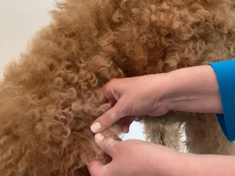 How To Demat A Dog At Home Safely With 6 Expert Tips &Amp; Tools 31 Use The Fingers To Demat Dog Hair