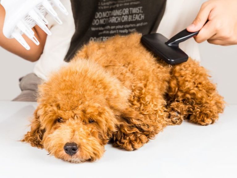 How To Demat A Dog At Home Safely With 6 Expert Tips & Tools