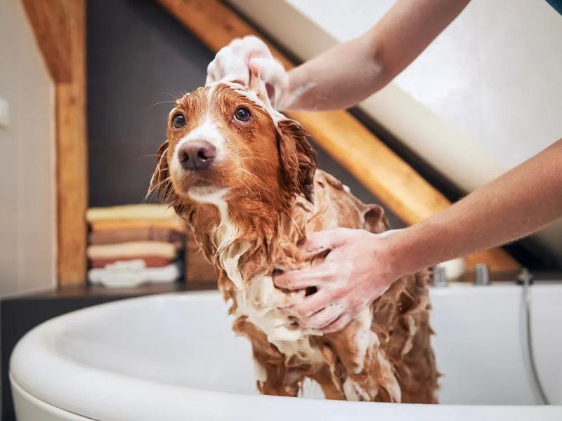 How To Demat A Dog At Home Safely With 6 Expert Tips &Amp; Tools 33 Bathe Your Dog And Finish The Dematting Dog Hair