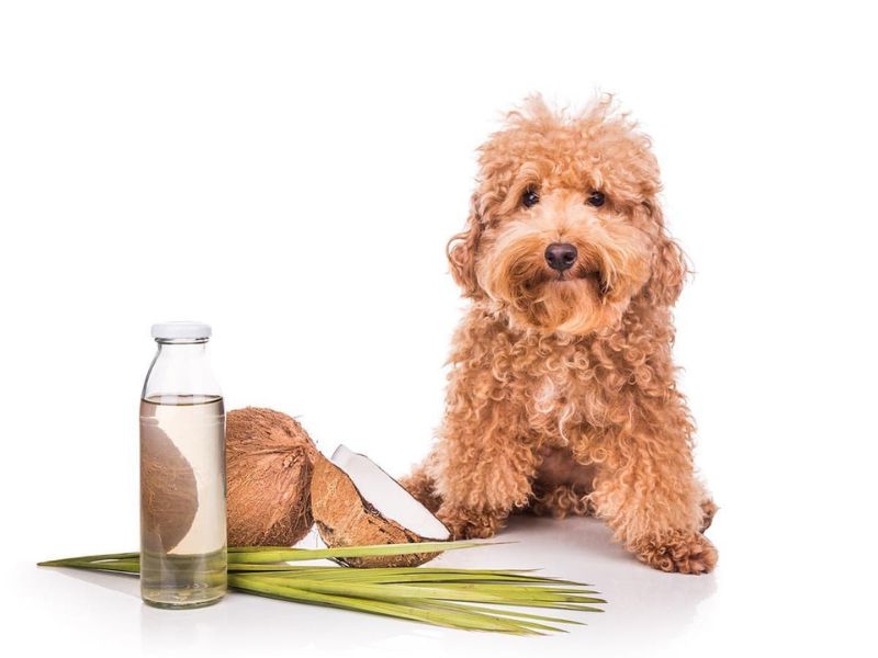 How To Demat A Dog At Home Safely With 6 Expert Tips &Amp; Tools 34 Coconut Oil- Best Way To Demat A Dog