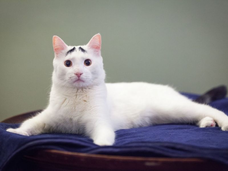 Do Cats Have Eyebrows? The Newest Updated Information In 2023 10 Do Cats Have Eyebrow Whiskers?