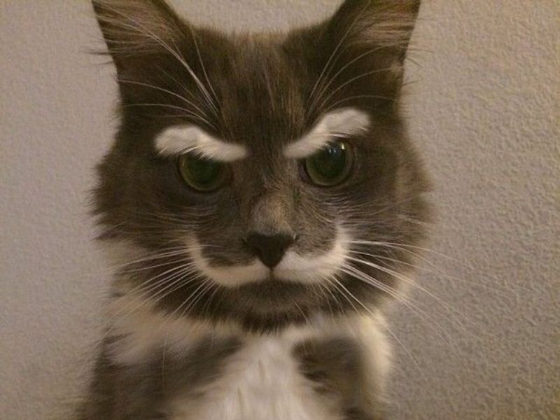 Do Cats Have Eyebrows? The Newest Updated Information In 2023 8 Do Cats Have Eyebrows?