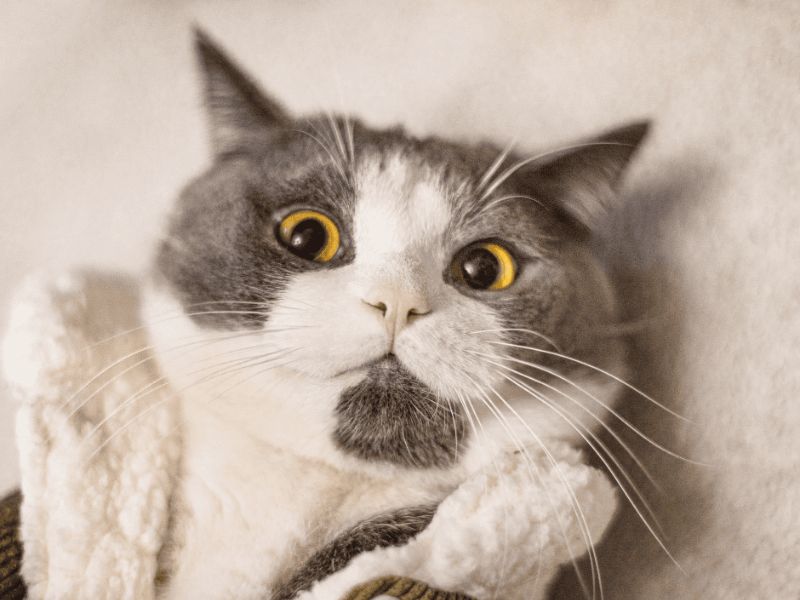Do Cats Have Eyebrows? The Newest Updated Information In 2023 9 Do Cats Have Eyebrows?