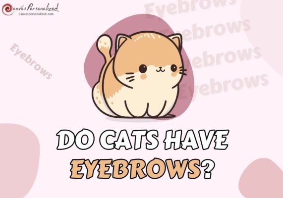 Do Cats Have Eyebrows