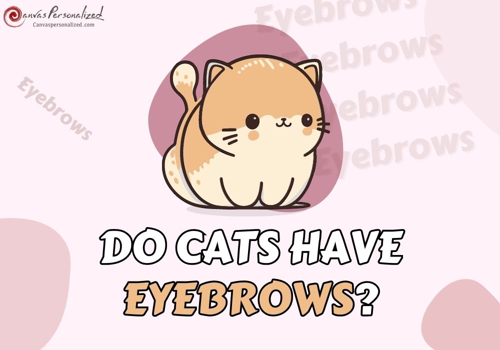Do Cats Have Eyebrows? The Newest Updated Information 2023