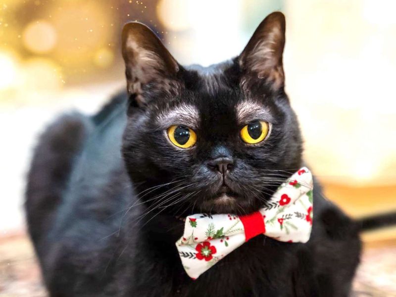 Do Cats Have Eyebrows? The Newest Updated Information In 2023 7 Why Do Cats Have Whiskers On Their Eyebrows