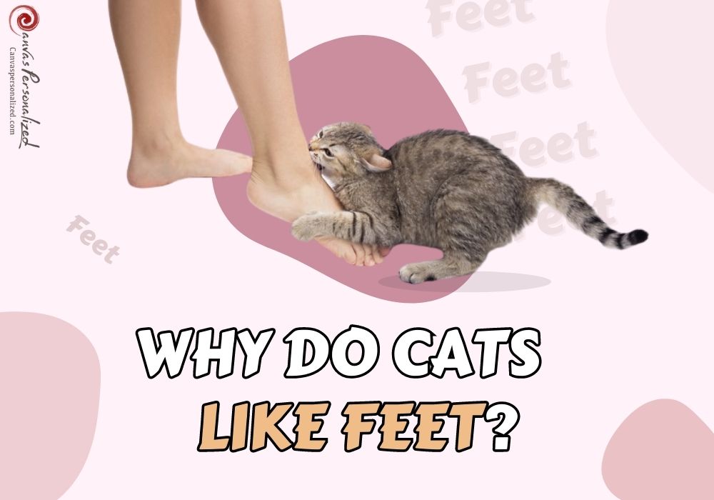 Why Do Cats Like Feet So Much? - 6 Easiest Reasons 10 Why Do Cats Like Feet