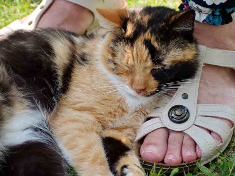 Why Do Cats Like Feet So Much? - 6 Easiest Reasons 11 Why Is My Cat Obsessed With My Feet