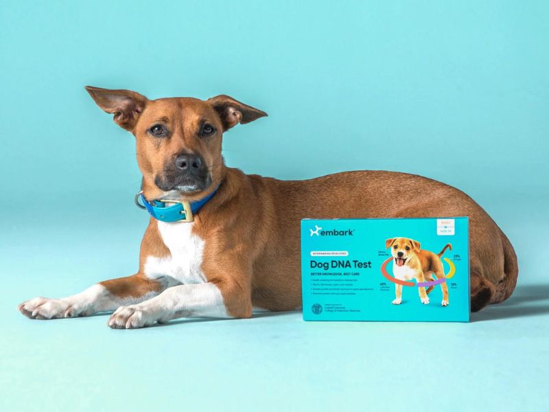 Discover 47 Gifts For Dog Lovers To Unleash Your Love In 2023 49 Dog Dna Test For Any Dog Owners