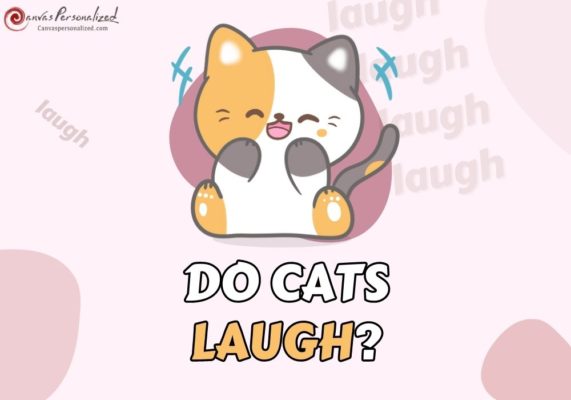 Do Cat Laugh