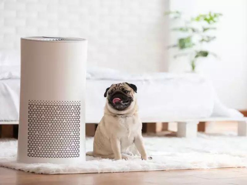 Discover 47 Gifts For Dog Lovers To Unleash Your Love In 2023 60 Surface And Air Purifier For Dog Owner