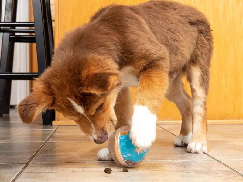 Discover 47 Gifts For Dog Lovers To Unleash Your Love In 2023 74 Pet Zone Iq Treat Dispensing Ball Toy For Dog To Play