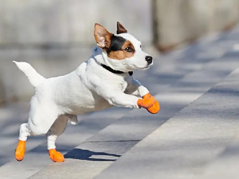 Discover 47 Gifts For Dog Lovers To Unleash Your Love In 2023 80 Dog Rubber Rain And Winter Booties Gift Ideas For Dog Lovers