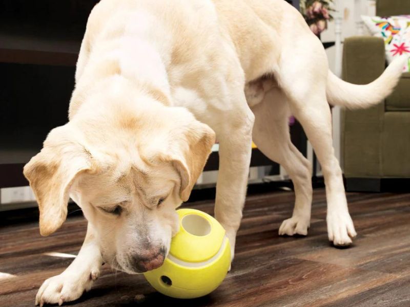Discover 47 Gifts For Dog Lovers To Unleash Your Love In 2023 82 Treat Dispensing Dog Toy To Play At Home