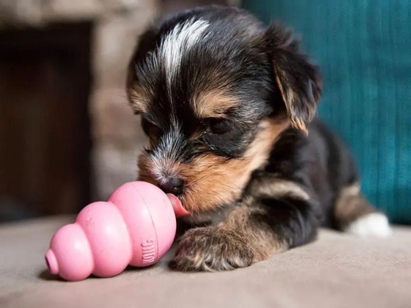 Discover 47 Gifts For Dog Lovers To Unleash Your Love In 2023 89 Puppy Kong Toy To Play At Home