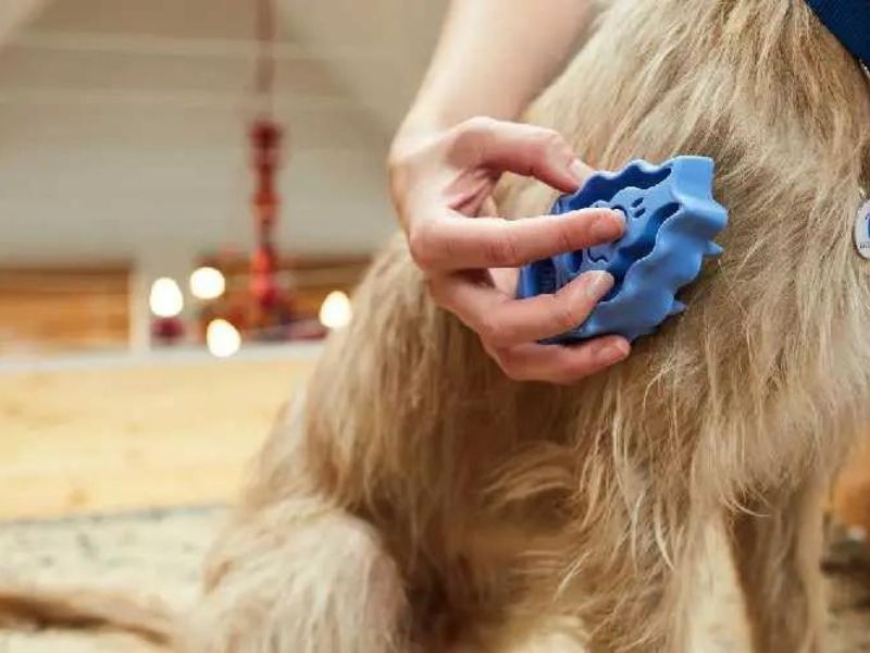 Discover 47 Gifts For Dog Lovers To Unleash Your Love In 2023 91 Dog Zoomgroom Multi-Use Brush Their Coat At Home