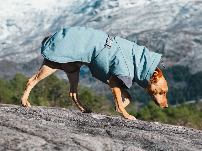 Discover 47 Gifts For Dog Lovers To Unleash Your Love In 2023 92 Hurtta Expedition Insulated Dog Parka