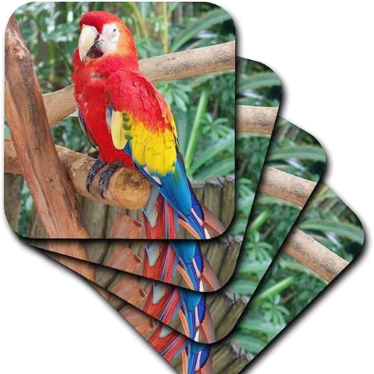 The 20 Best Gifts For Parrot Lovers A Comprehensive List