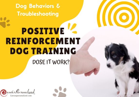 What Is Positive Reinforcement Dog Training &Amp; Dose It Work With Your Dog?