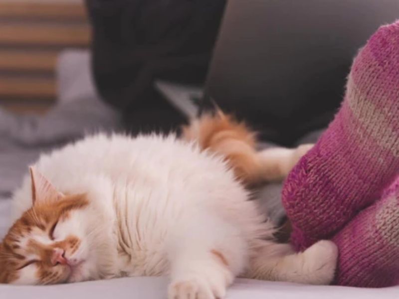 Why Do Cats Like Feet So Much? - 6 Easiest Reasons 12 Why Do Cats Like To Sleep At Your Feet