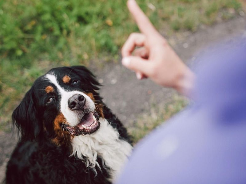 6 Techniques For Deaf Dog Training: Easy Step-By-Step For You To Follow 16 Importance Of Deaf Dog Training