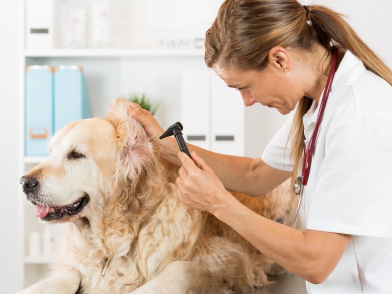 6 Techniques For Deaf Dog Training: Easy Step-By-Step For You To Follow 18 Training A Deaf Dog