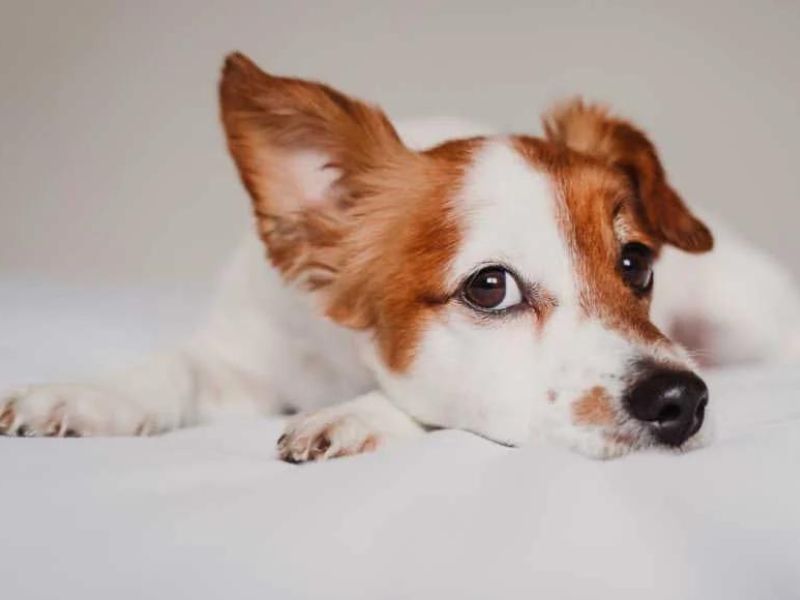 6 Techniques For Deaf Dog Training: Easy Step-By-Step For You To Follow 19 Training A Deaf Dog