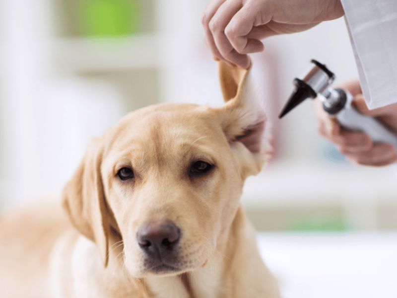 6 Techniques For Deaf Dog Training: Easy Step-By-Step For You To Follow 20 How To Train A Deaf Dog