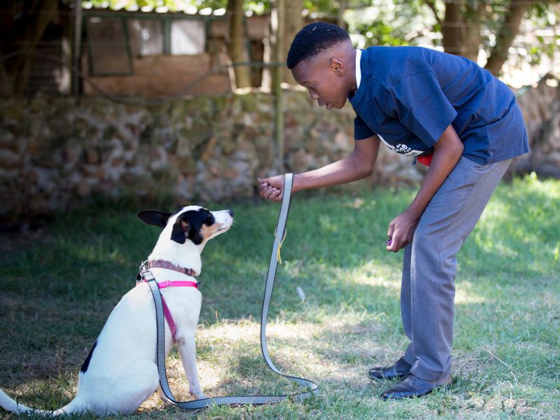6 Techniques For Deaf Dog Training: Easy Step-By-Step For You To Follow 21 Training A Deaf Dog To Focus