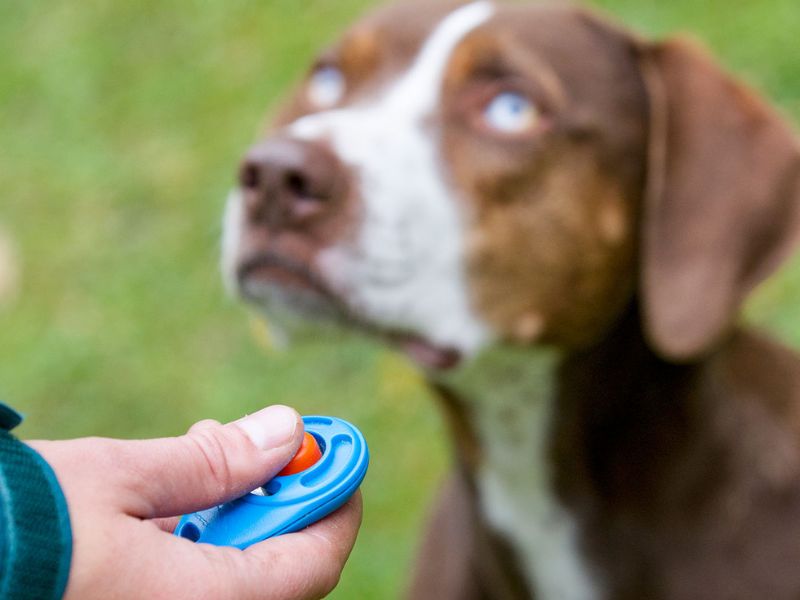6 Techniques For Deaf Dog Training: Easy Step-By-Step For You To Follow 23 Training A Deaf Dog
