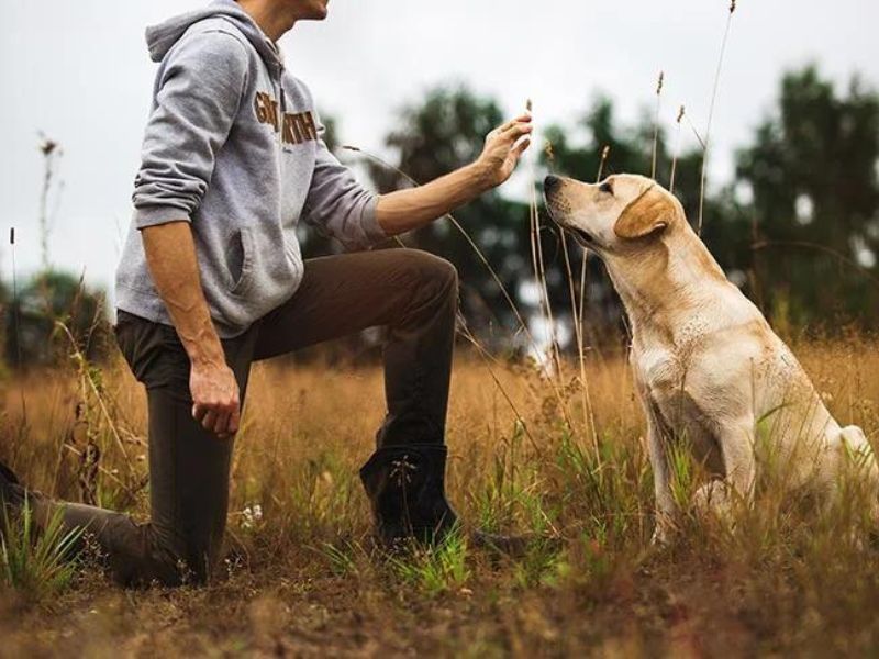6 Techniques For Deaf Dog Training: Easy Step-By-Step For You To Follow 24 Deaf Dog Training