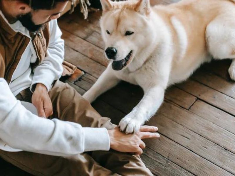 6 Techniques For Deaf Dog Training: Easy Step-By-Step For You To Follow 26 Deaf Dog Training